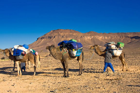 Morocco Camels