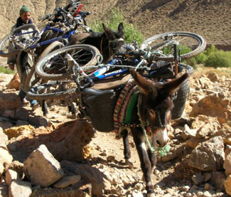Mule carrying bicycle